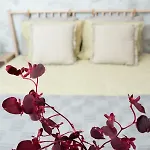 Anise Bucareste